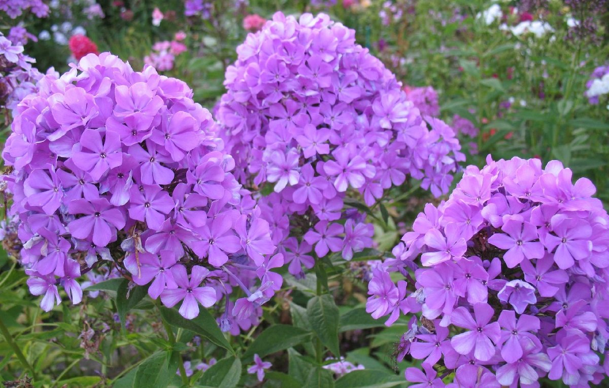 Флокс
