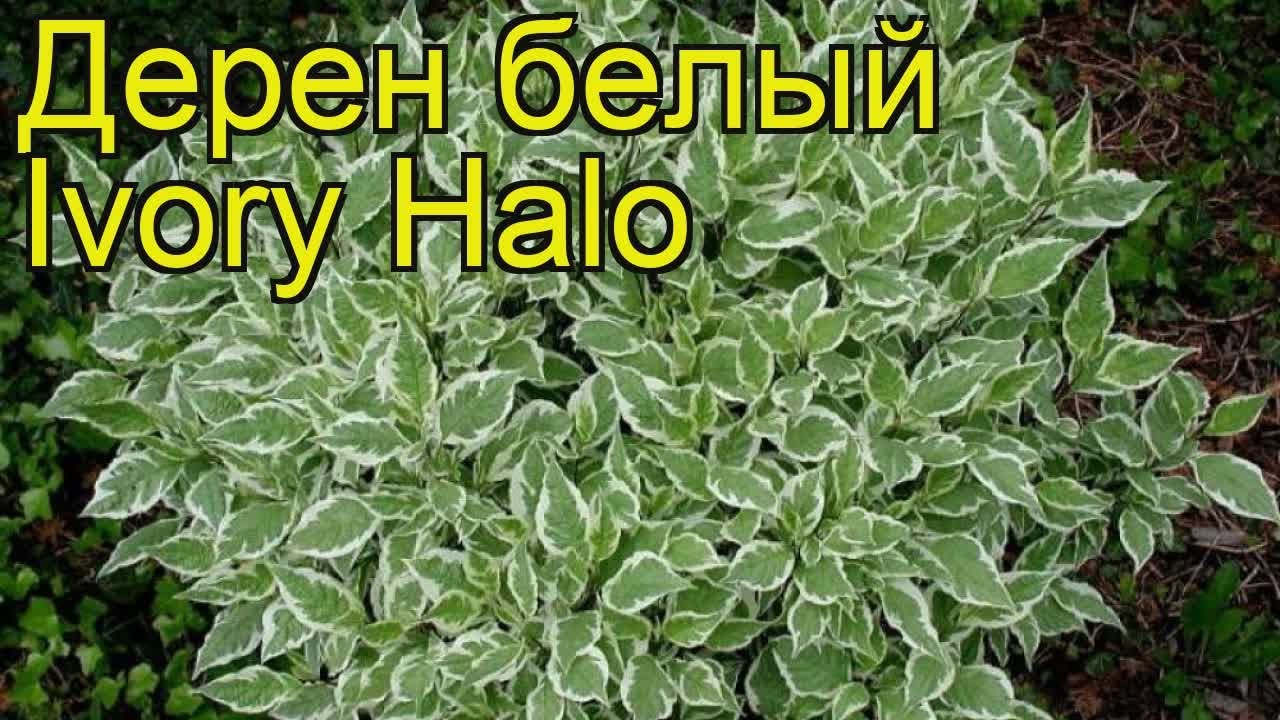 Дерен белый