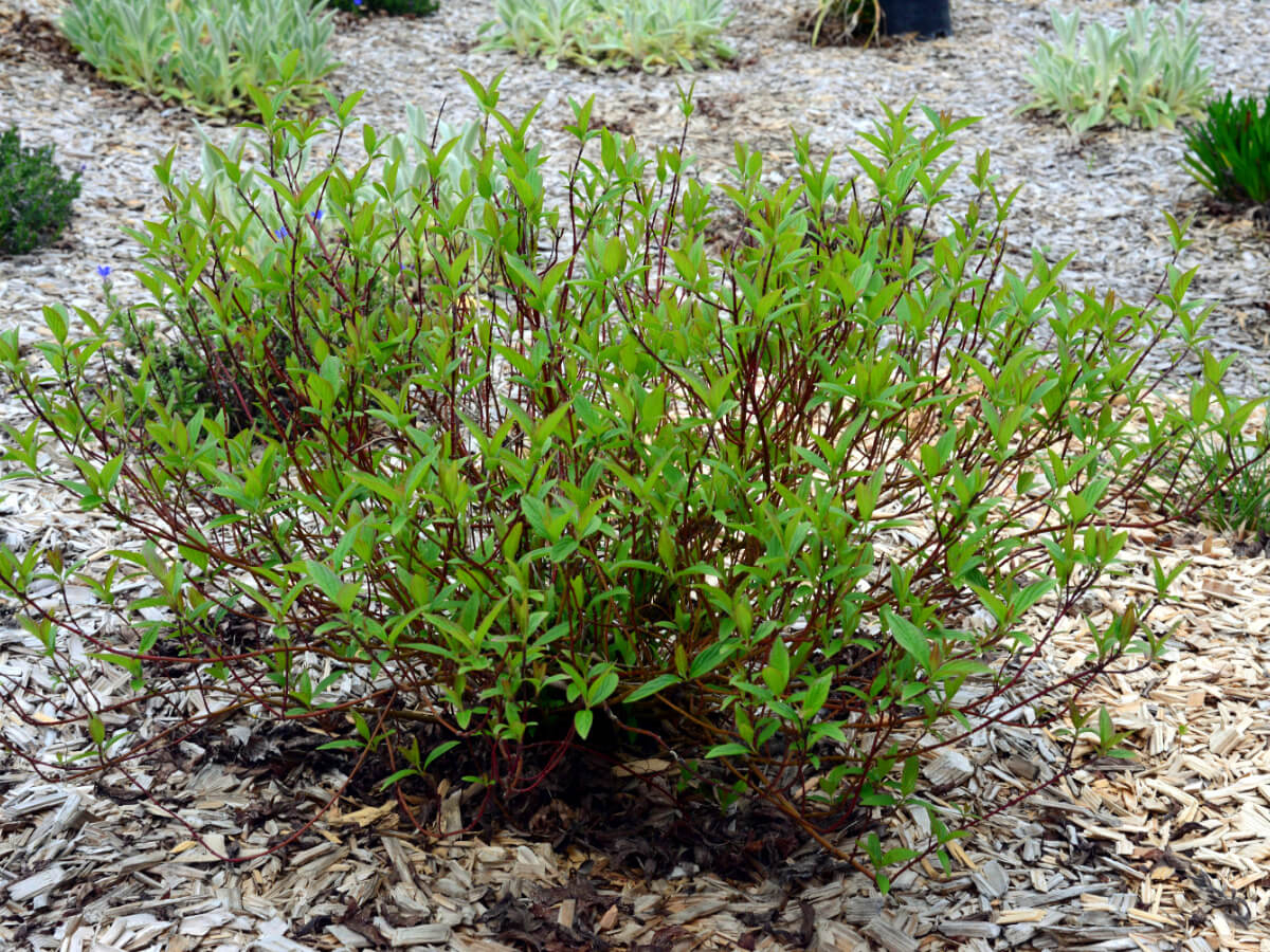 Дерен отпрысковый