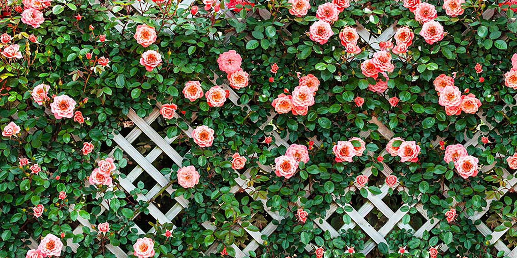 Роза плетистая Роза плетистая