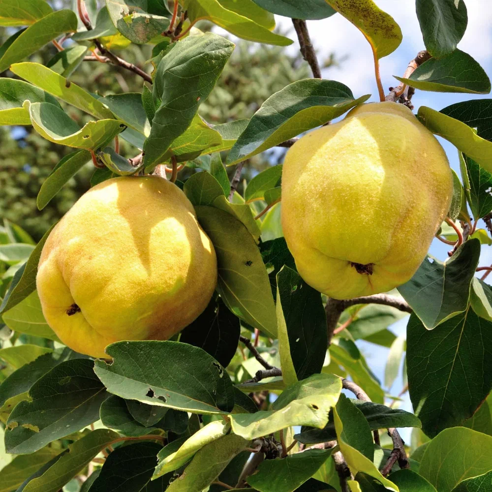 Айва пирамидальная