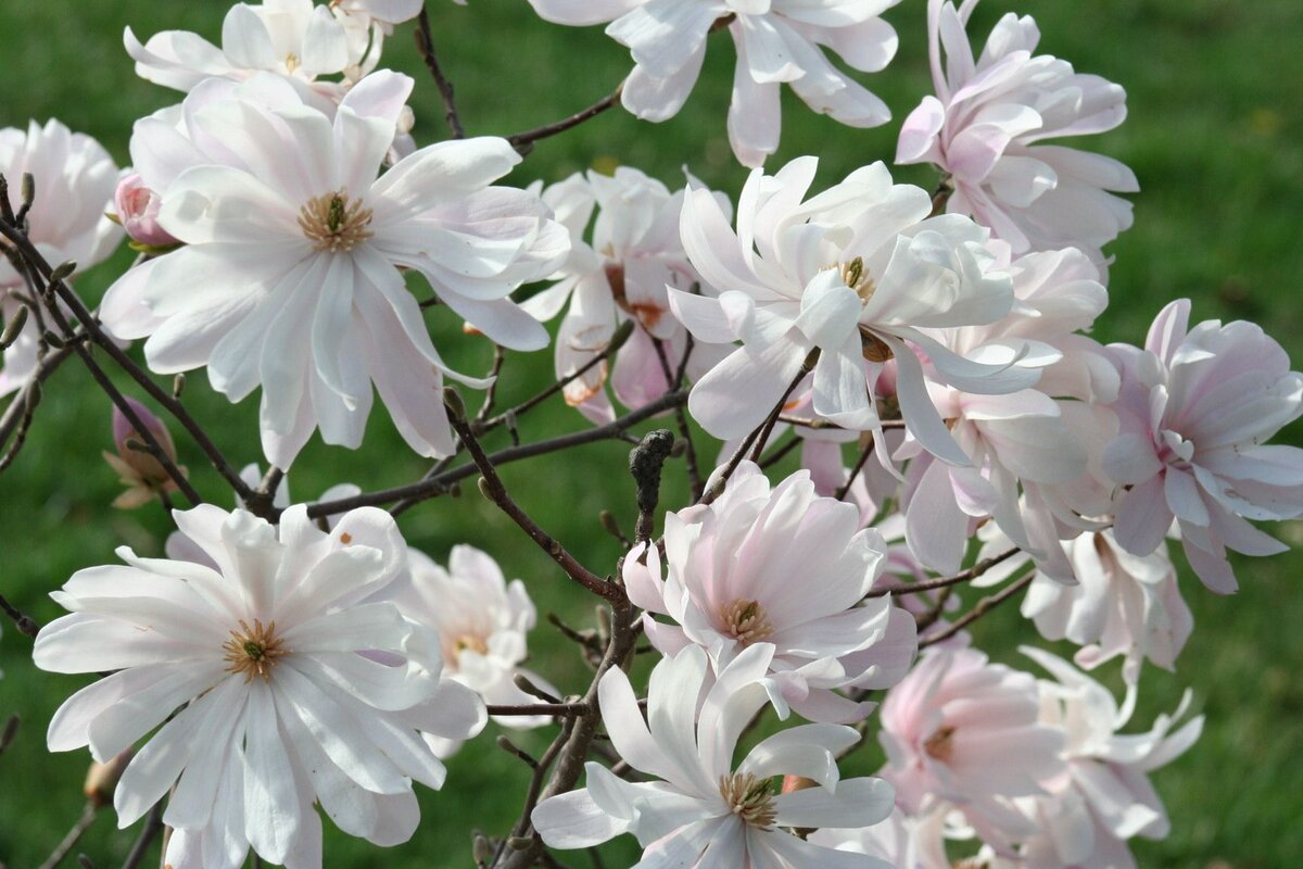 Магнолия звездчатая