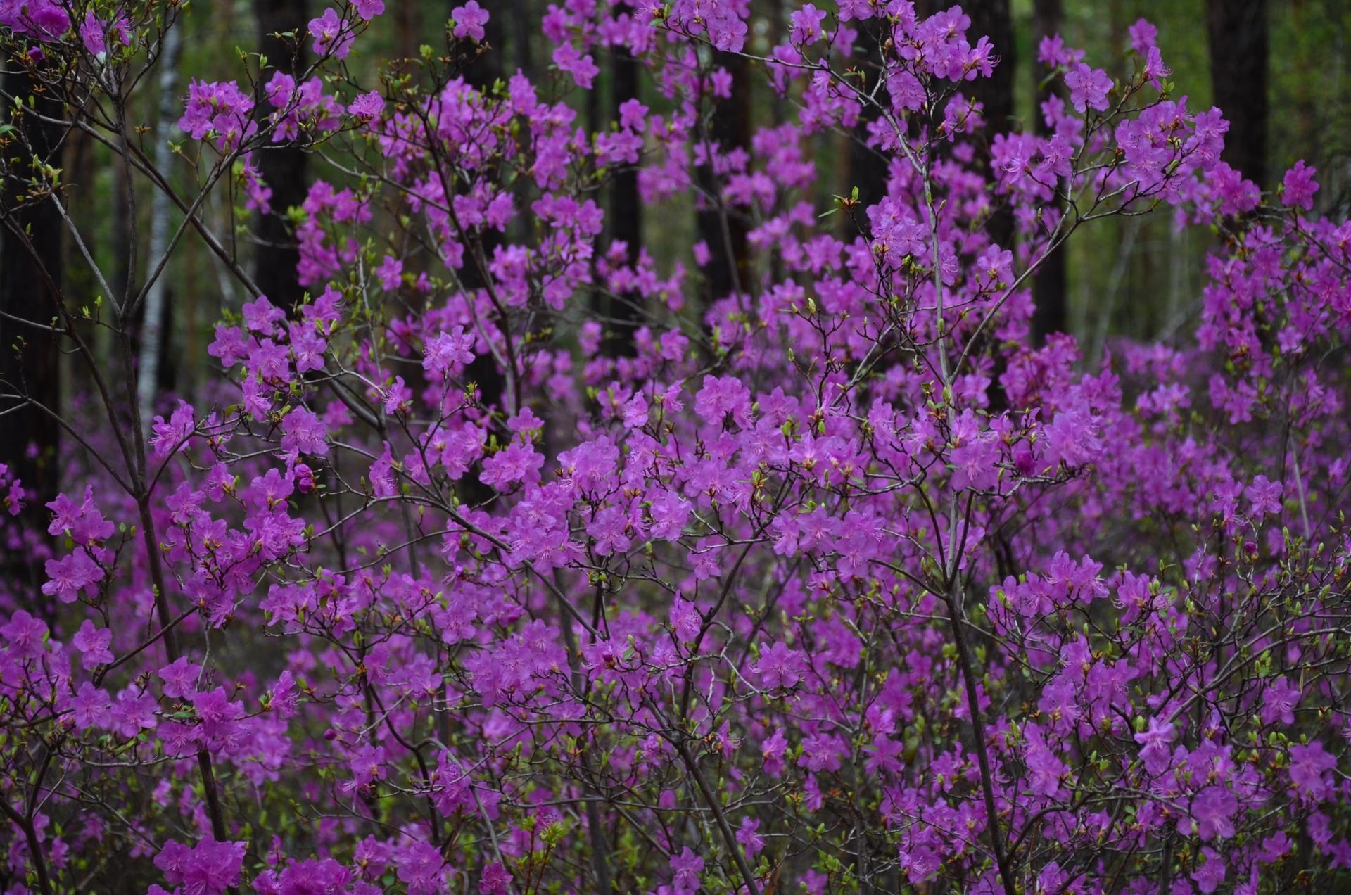 Багульник крупнолистный