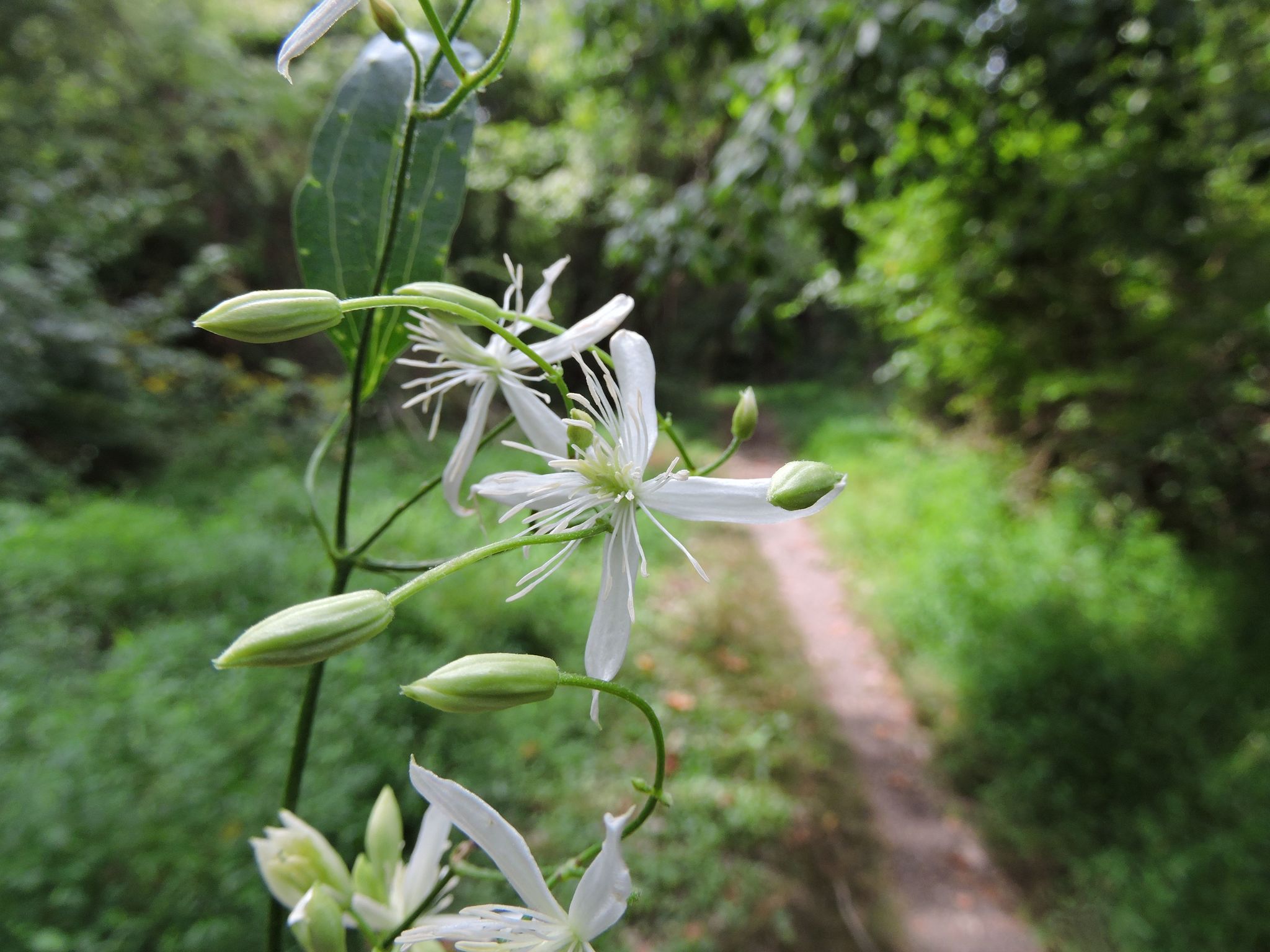 Ломонос сизый