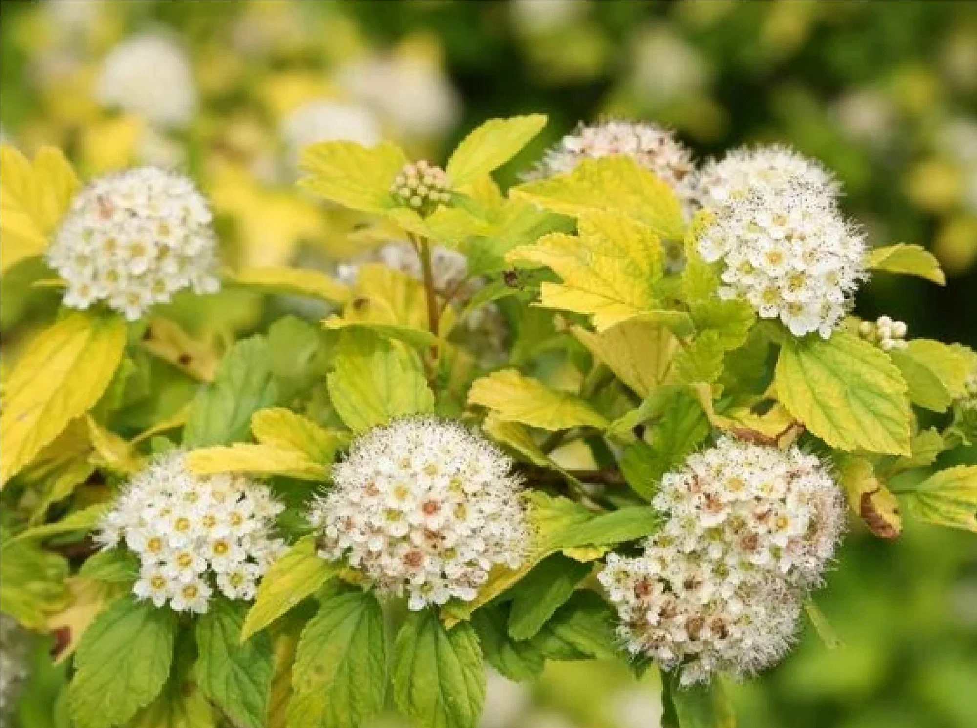 Пузыреплодник