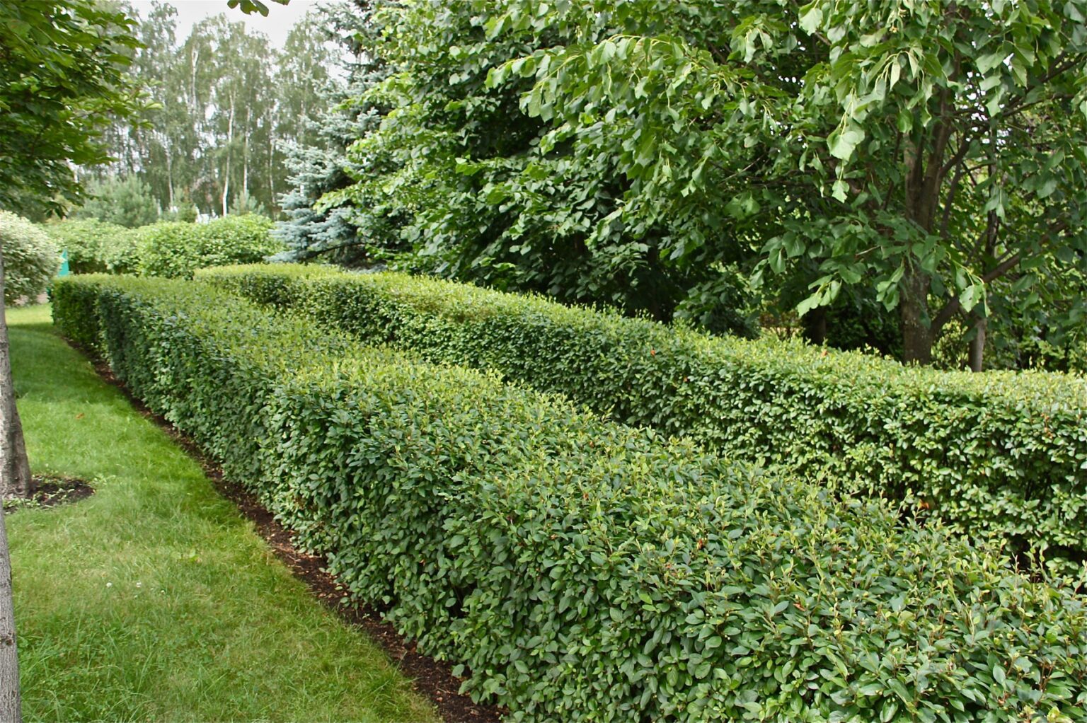 Кизильник пузырчатый