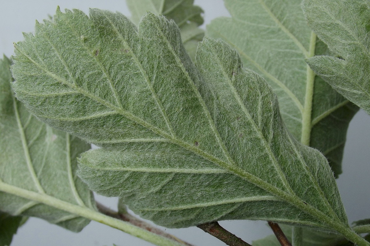 Рябина тюрингская