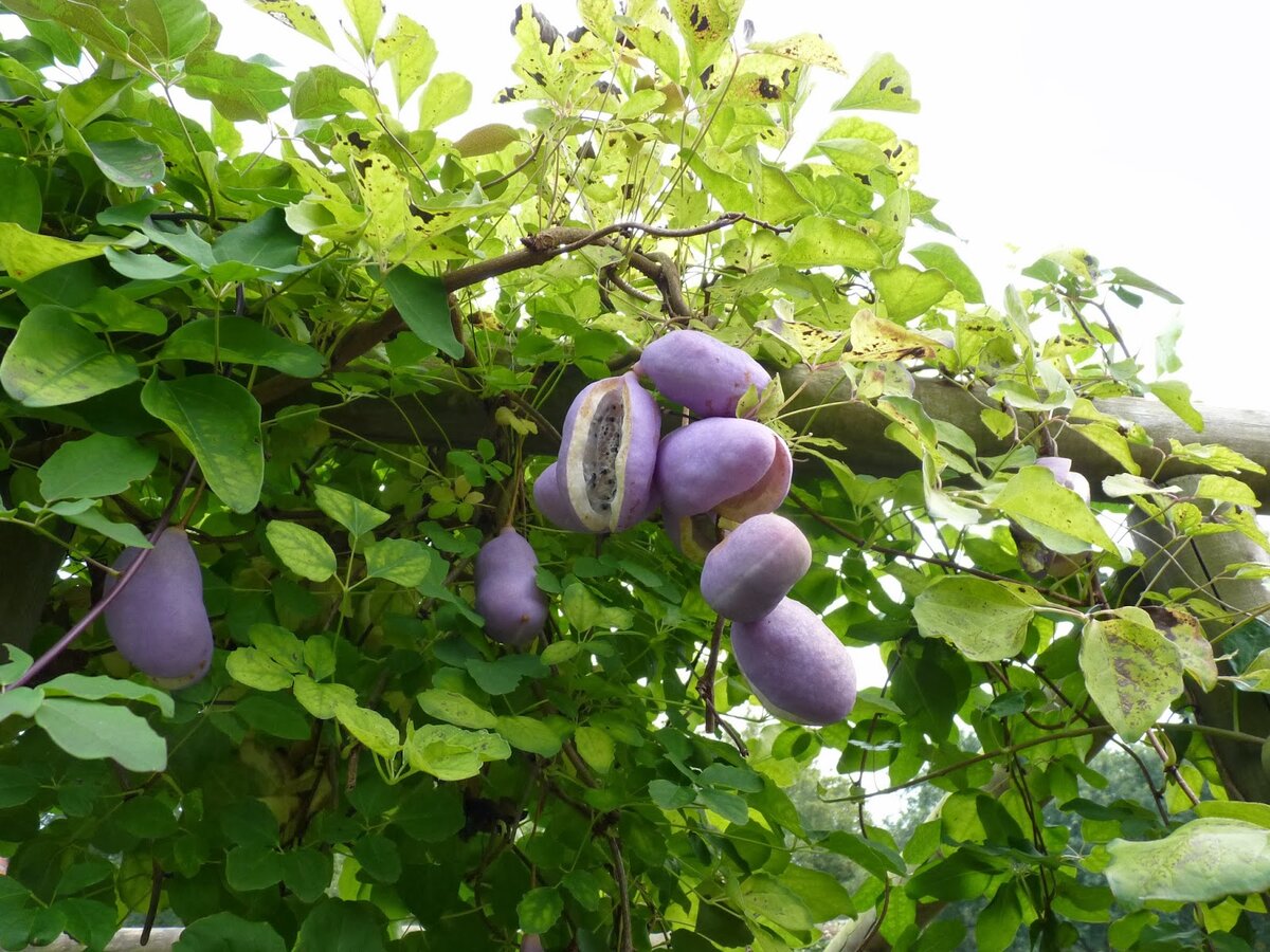 Акебия гибридная