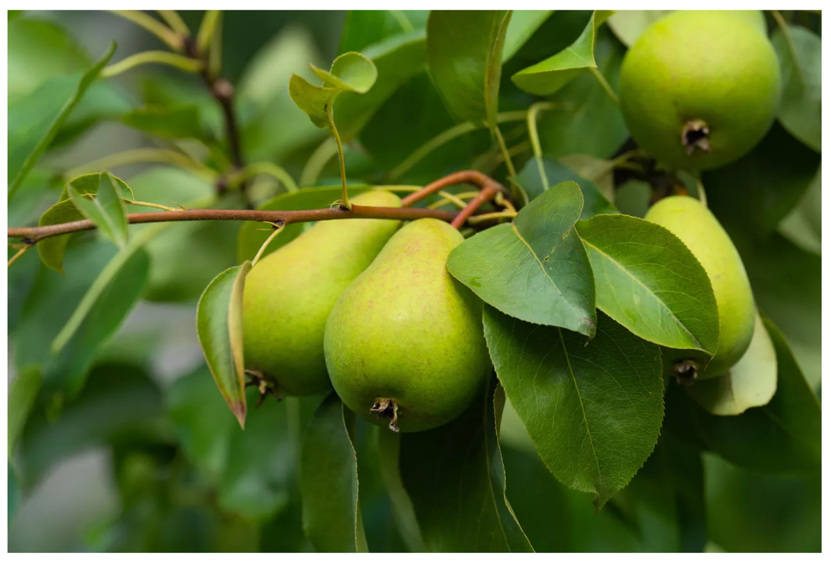 Груша обыкновенная