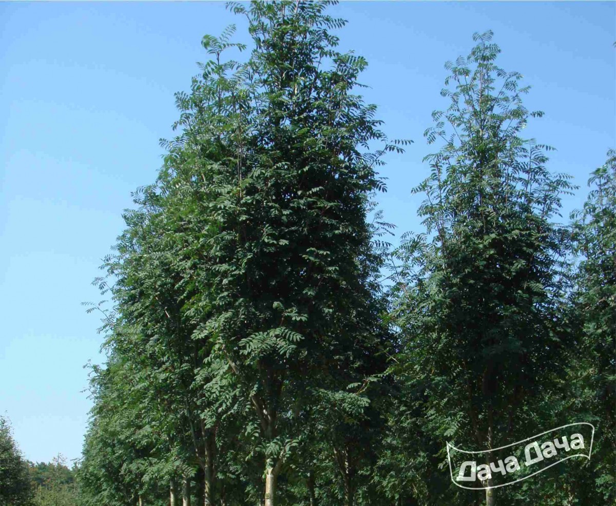 Рябина тюрингская