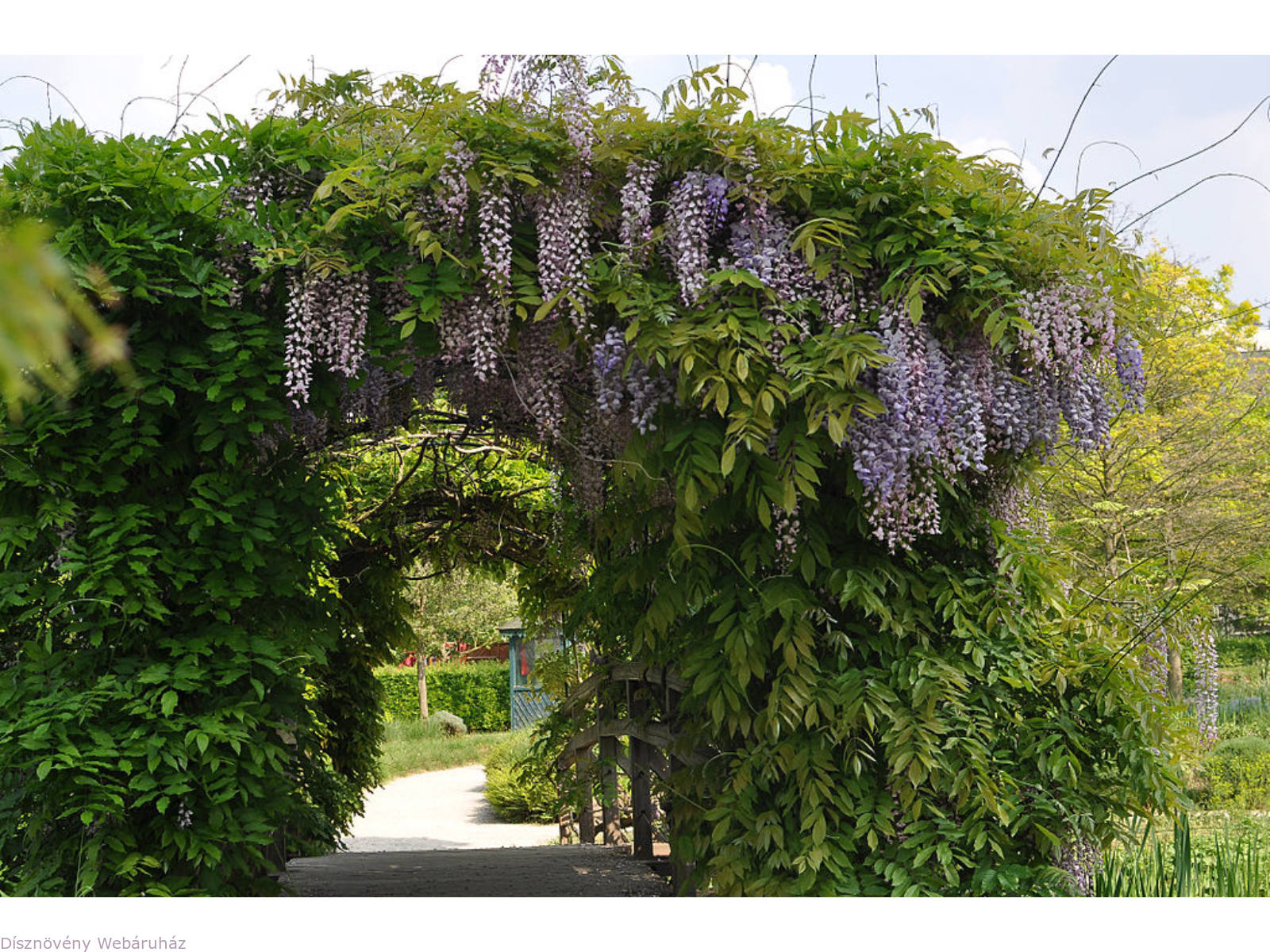 Глициния крупнокистевая Глициния крупнокистевая