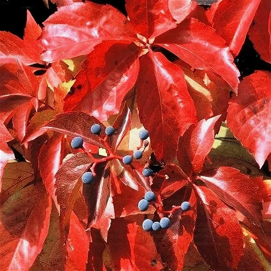 Девичий виноград Девичий виноград