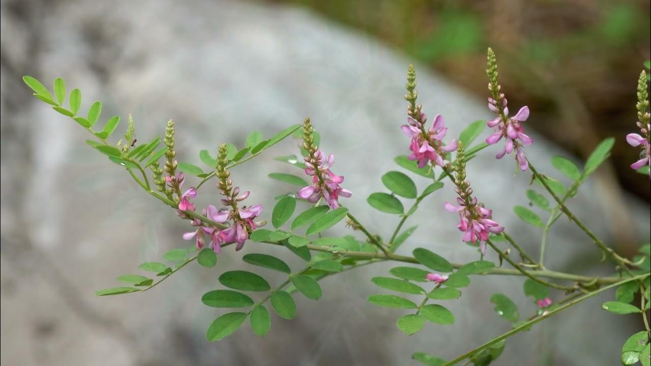 Индигофера Индигофера