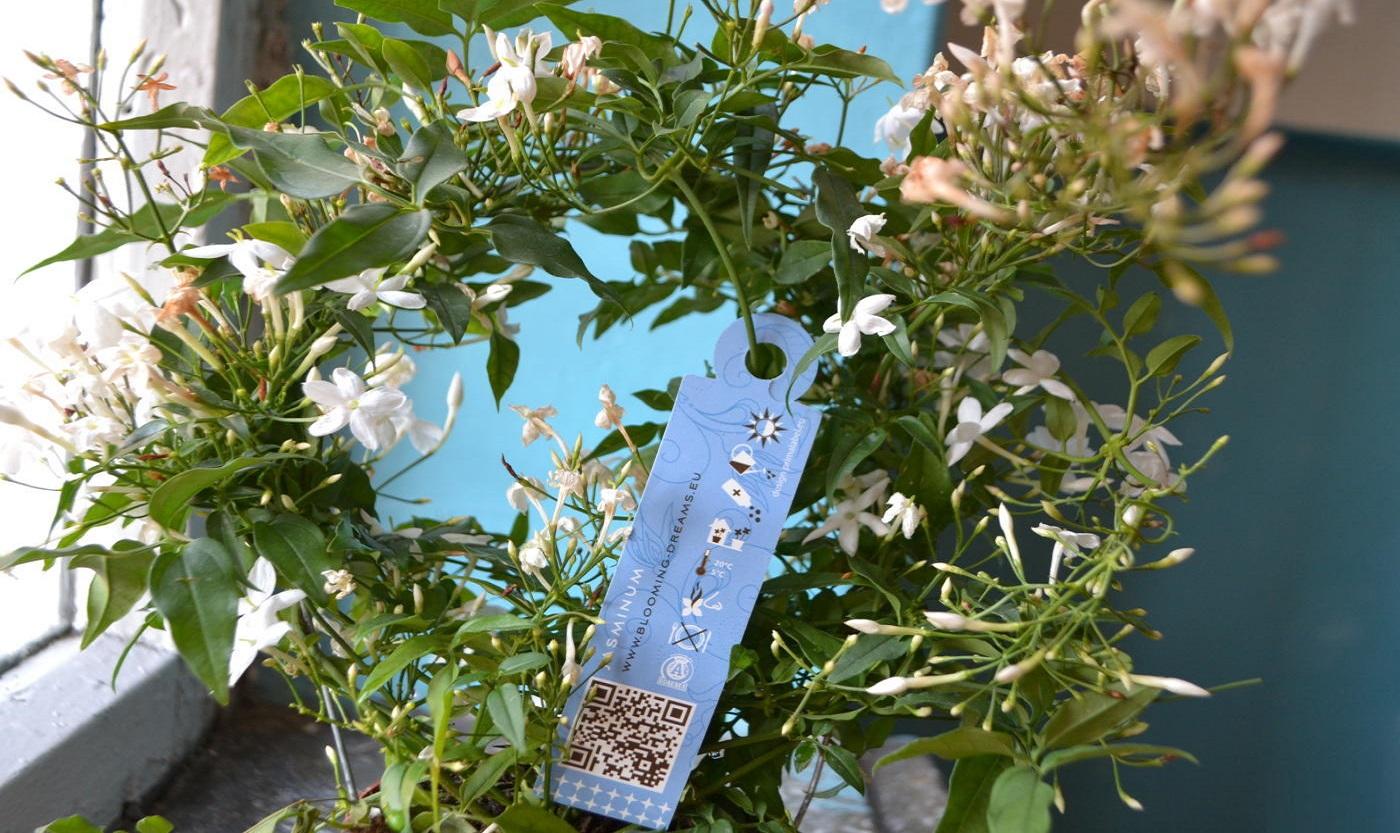 Жасмин многоцветковый Жасмин многоцветковый