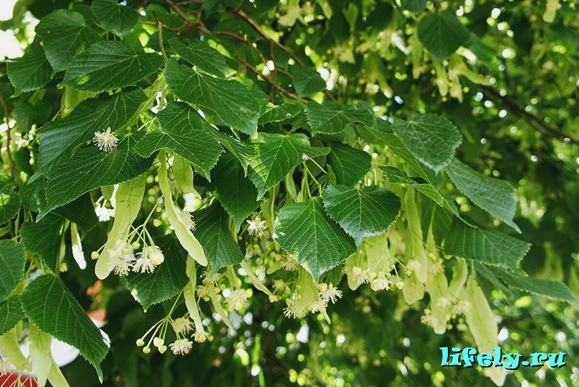 Липа сибирская