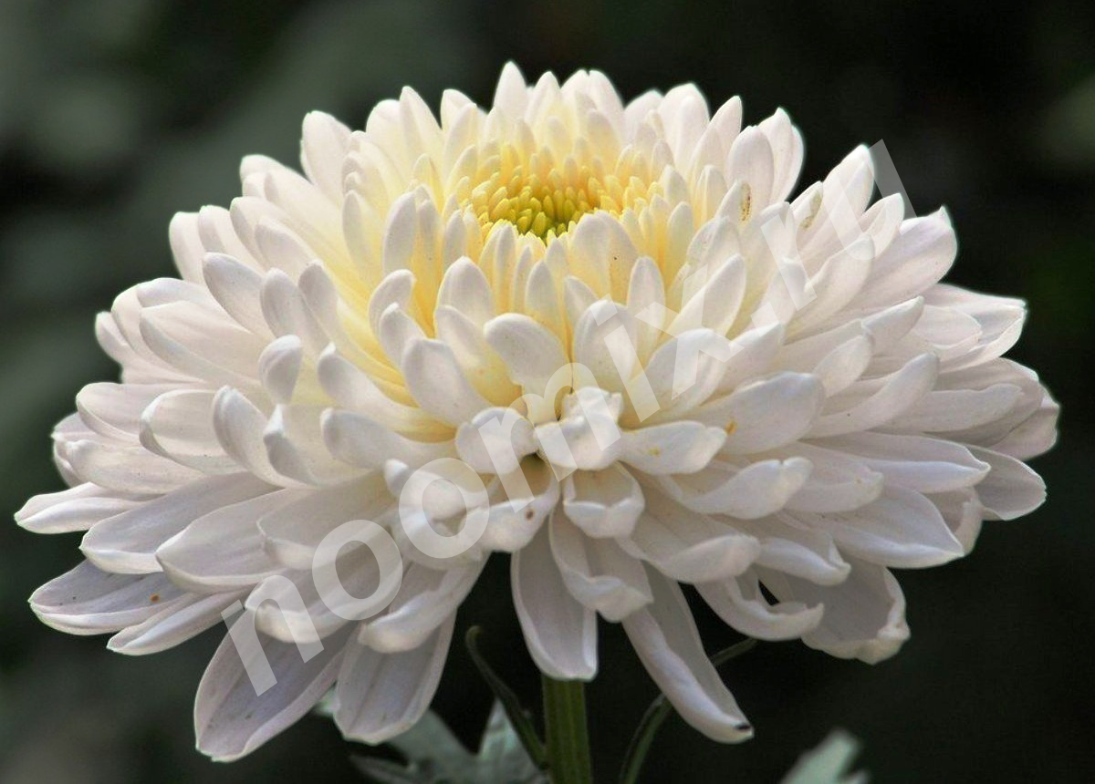 Хризантема Хризантема