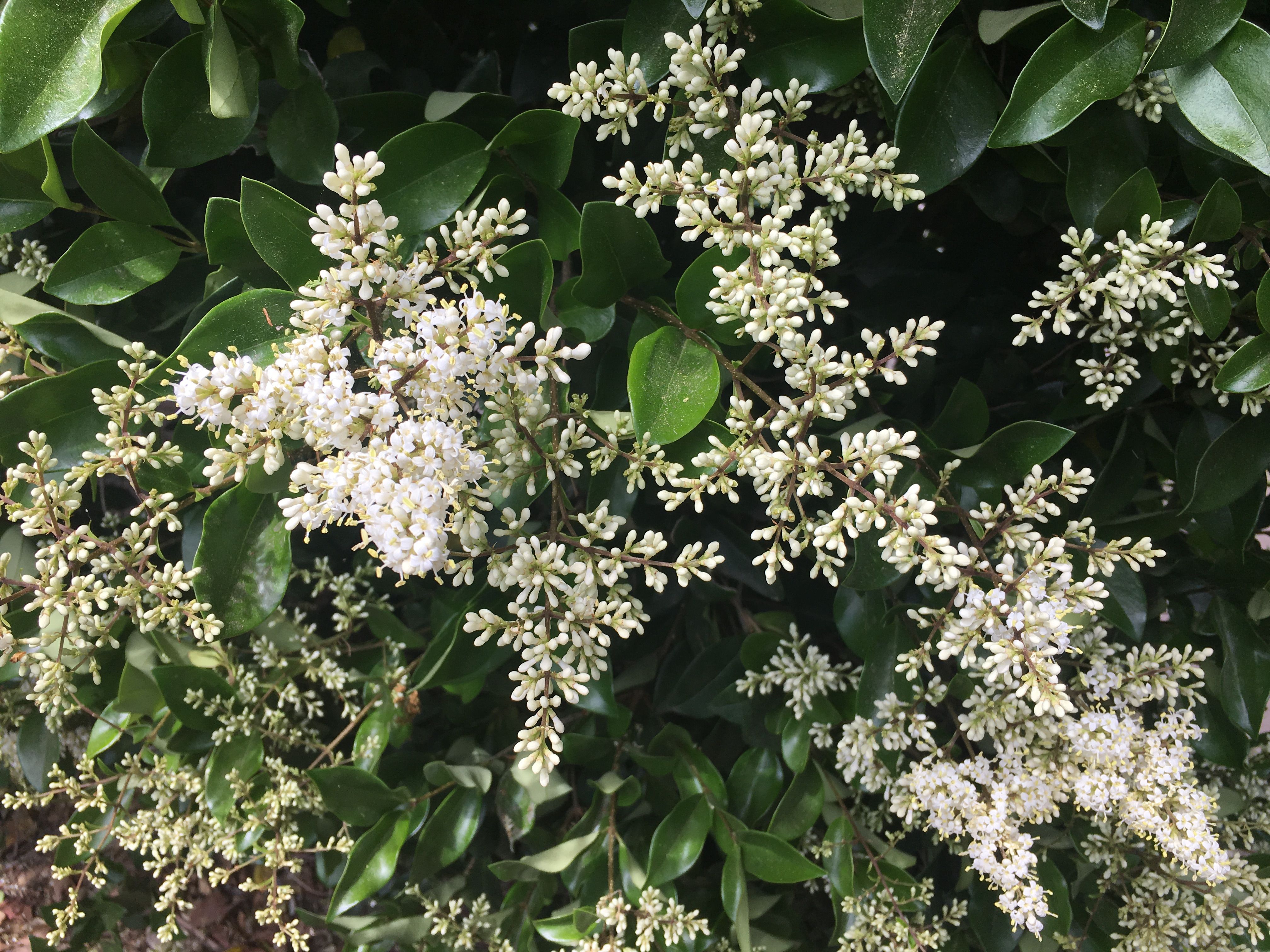 Бирючина японская Бирючина японская