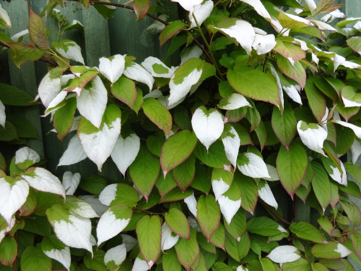 Актинидия полигамная