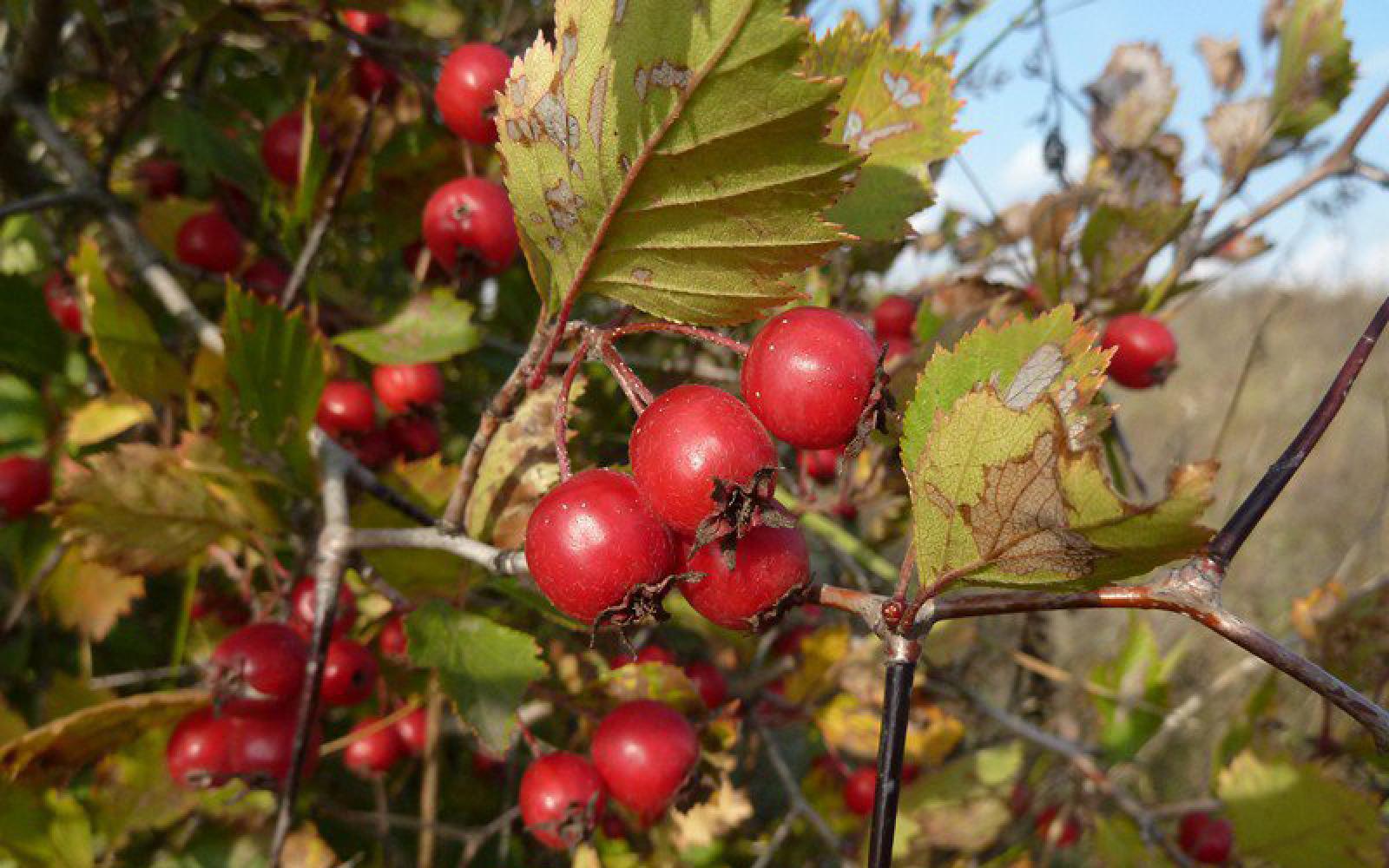 Боярышник петушья шпора