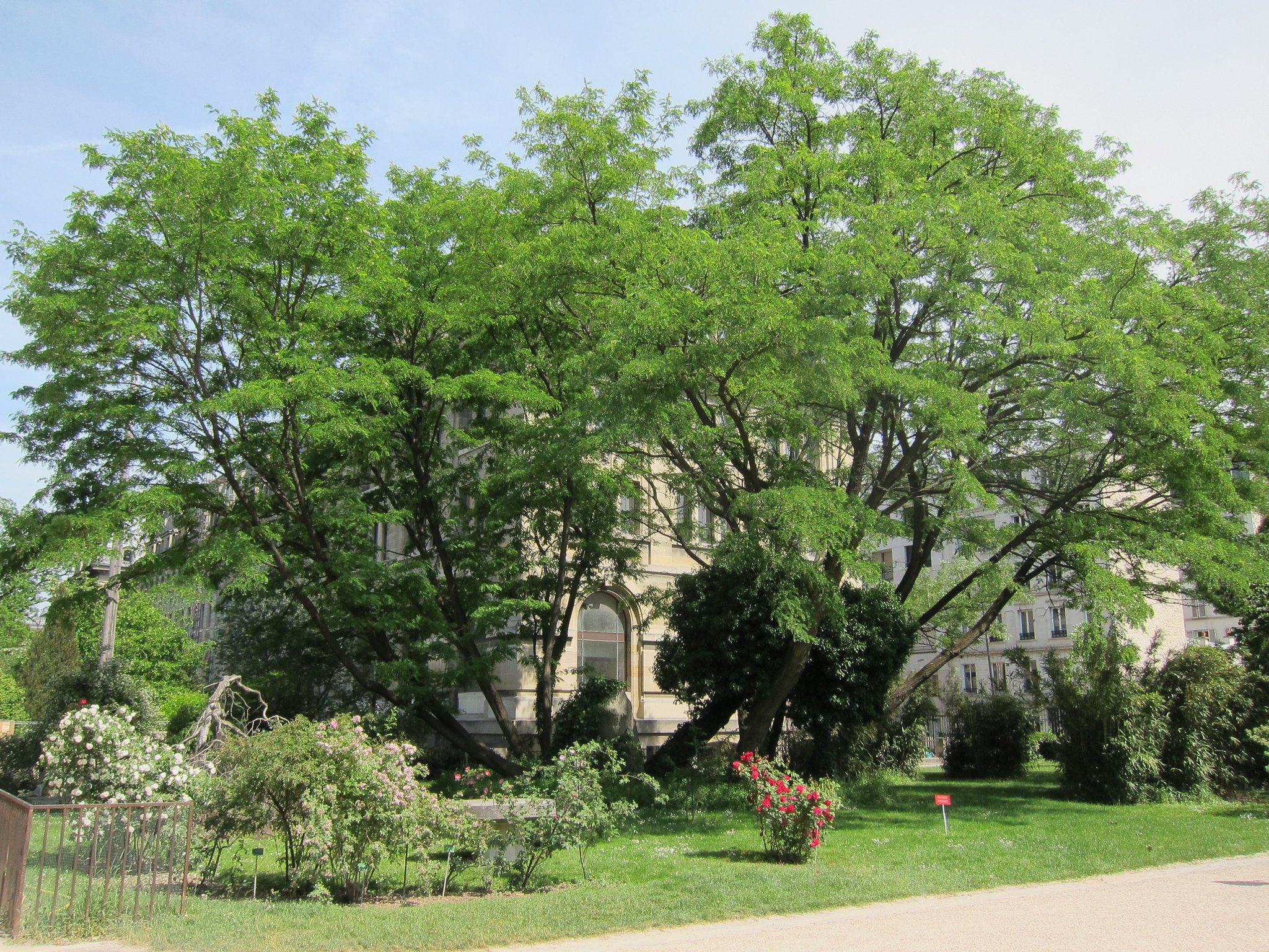 Гледичия трехколючковая Гледичия трехколючковая