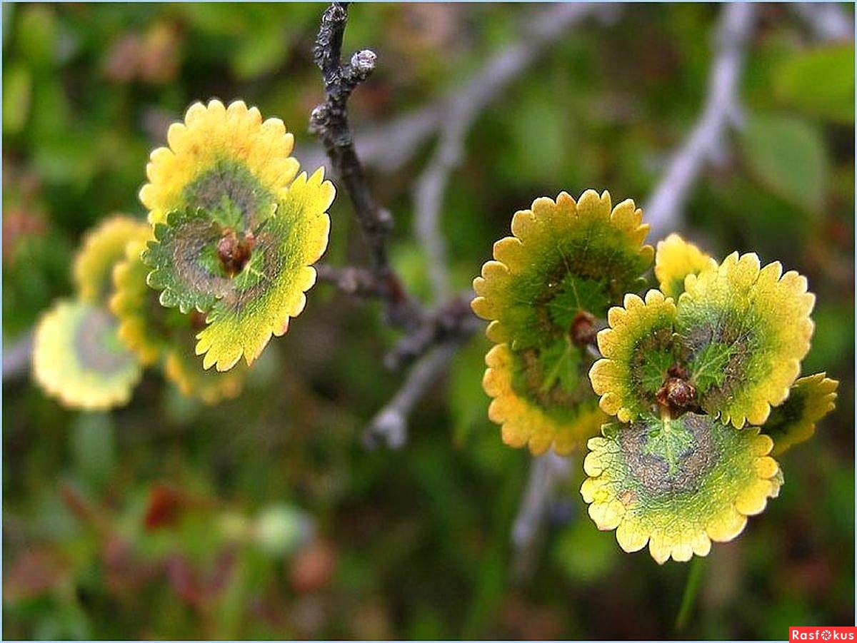 Береза карликовая Береза карликовая