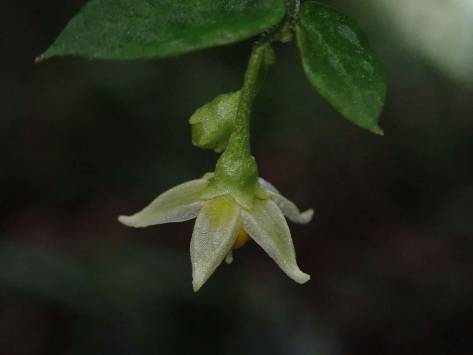 Балиоспермум Балиоспермум