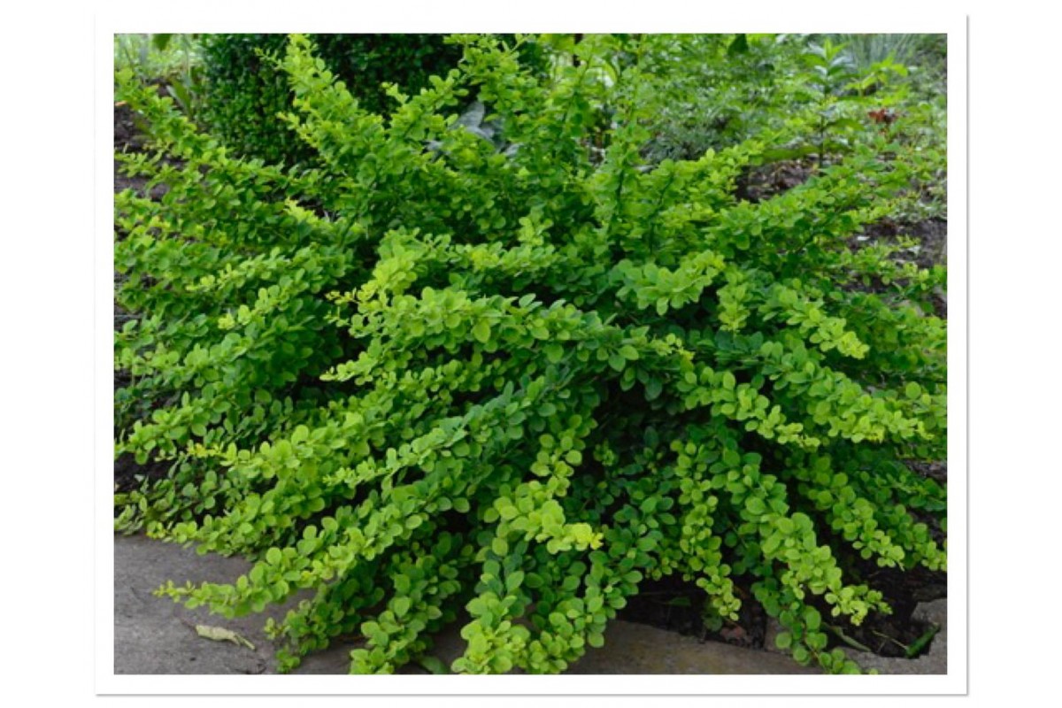 Барбарис канадский