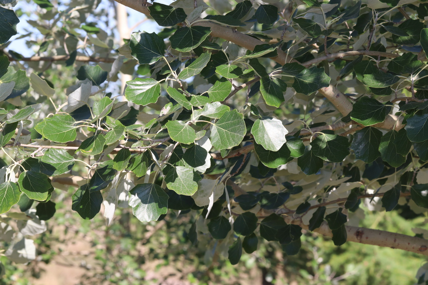 Тополь белый Тополь белый