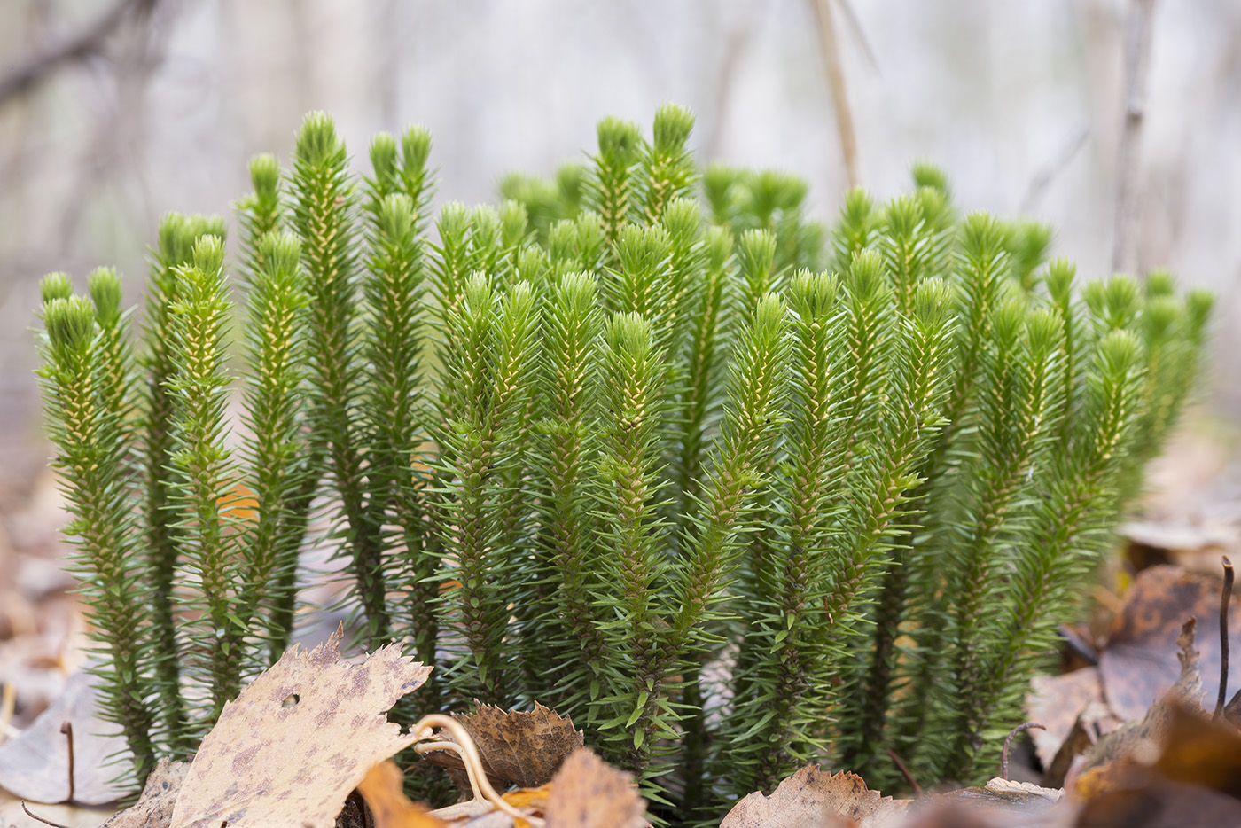 Баранец обыкновенный