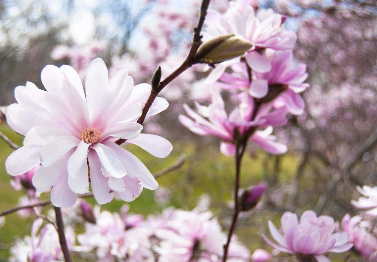 Магнолия звездчатая