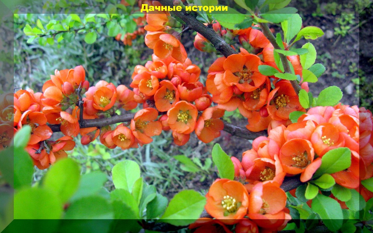 Айва китайская