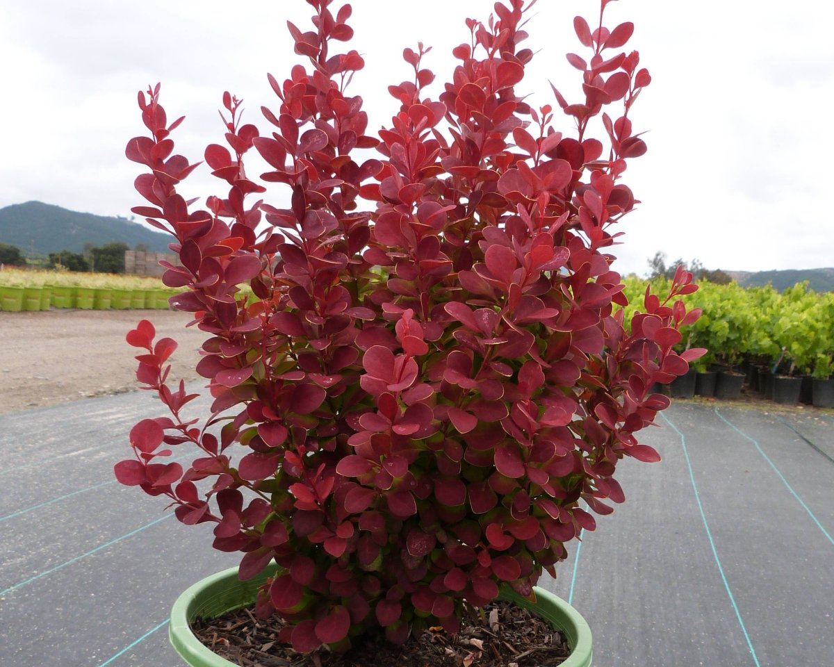 Барбарис подражающий