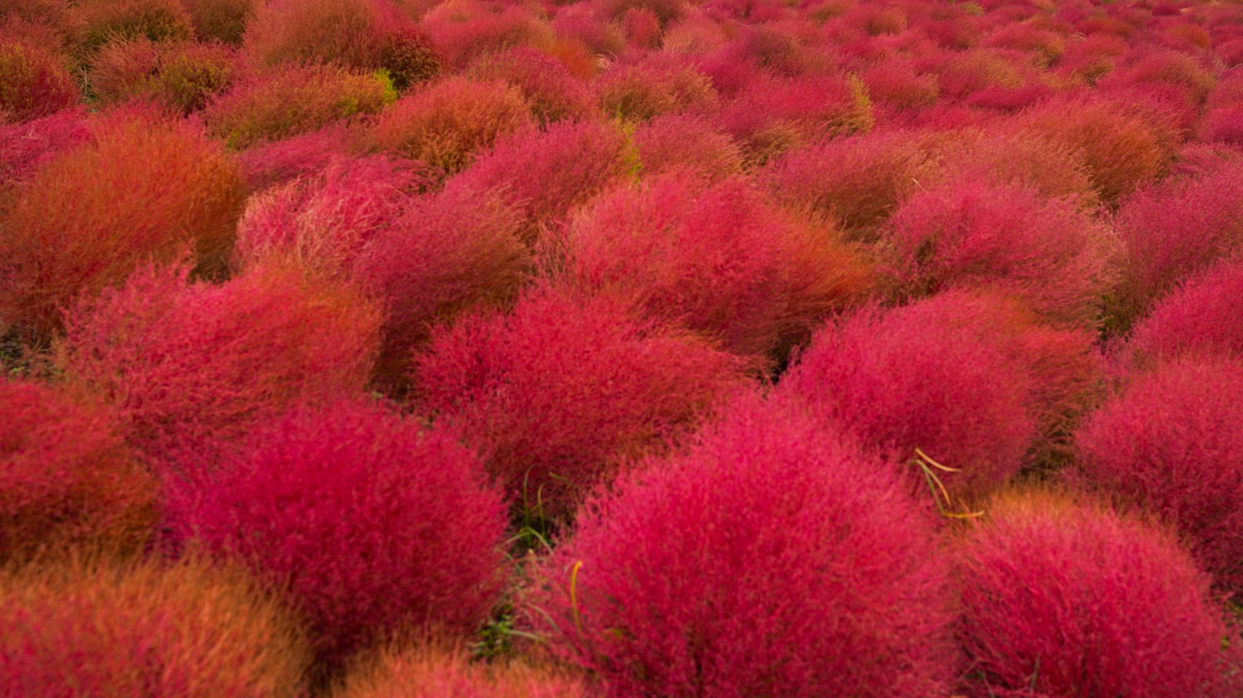 Бассия веничная Бассия веничная