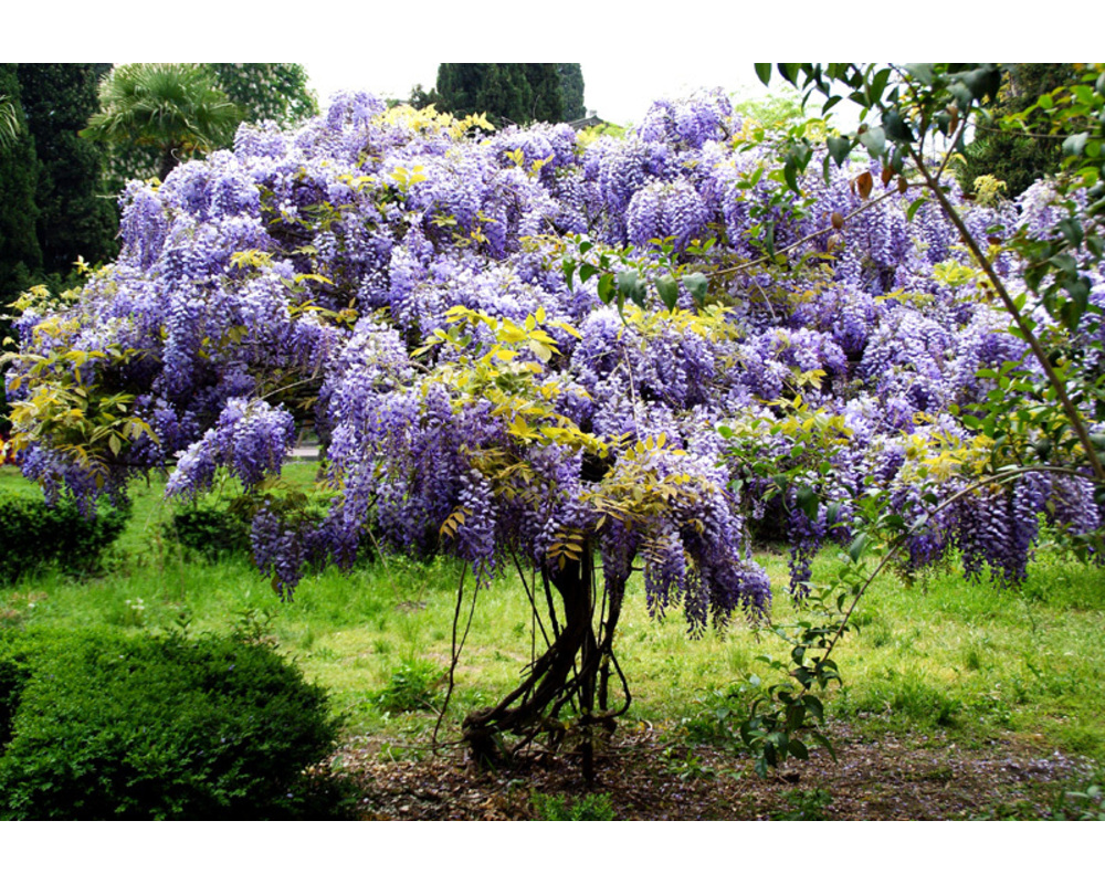 Глициния крупнокистевая Глициния крупнокистевая