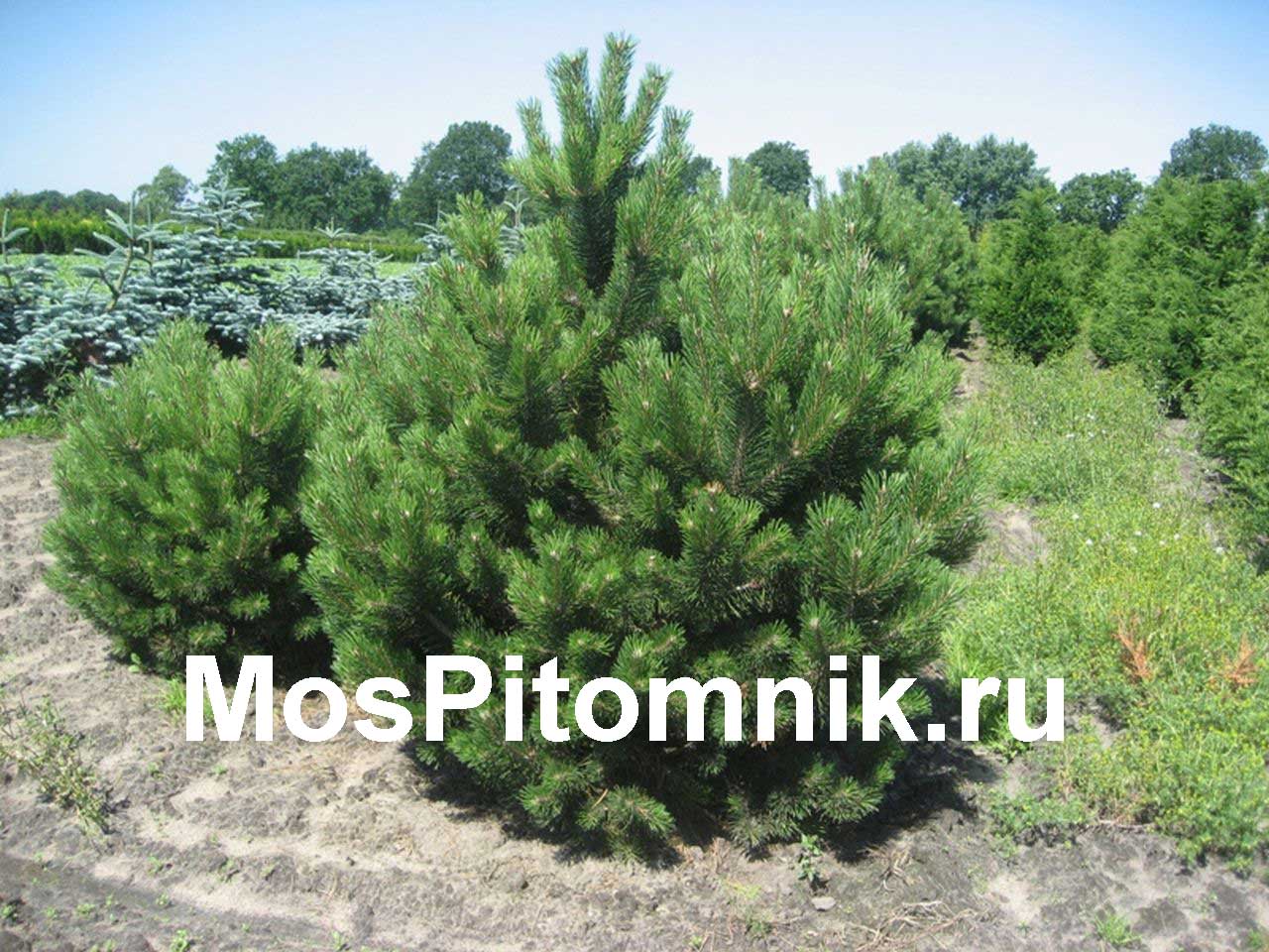 Сосна черная