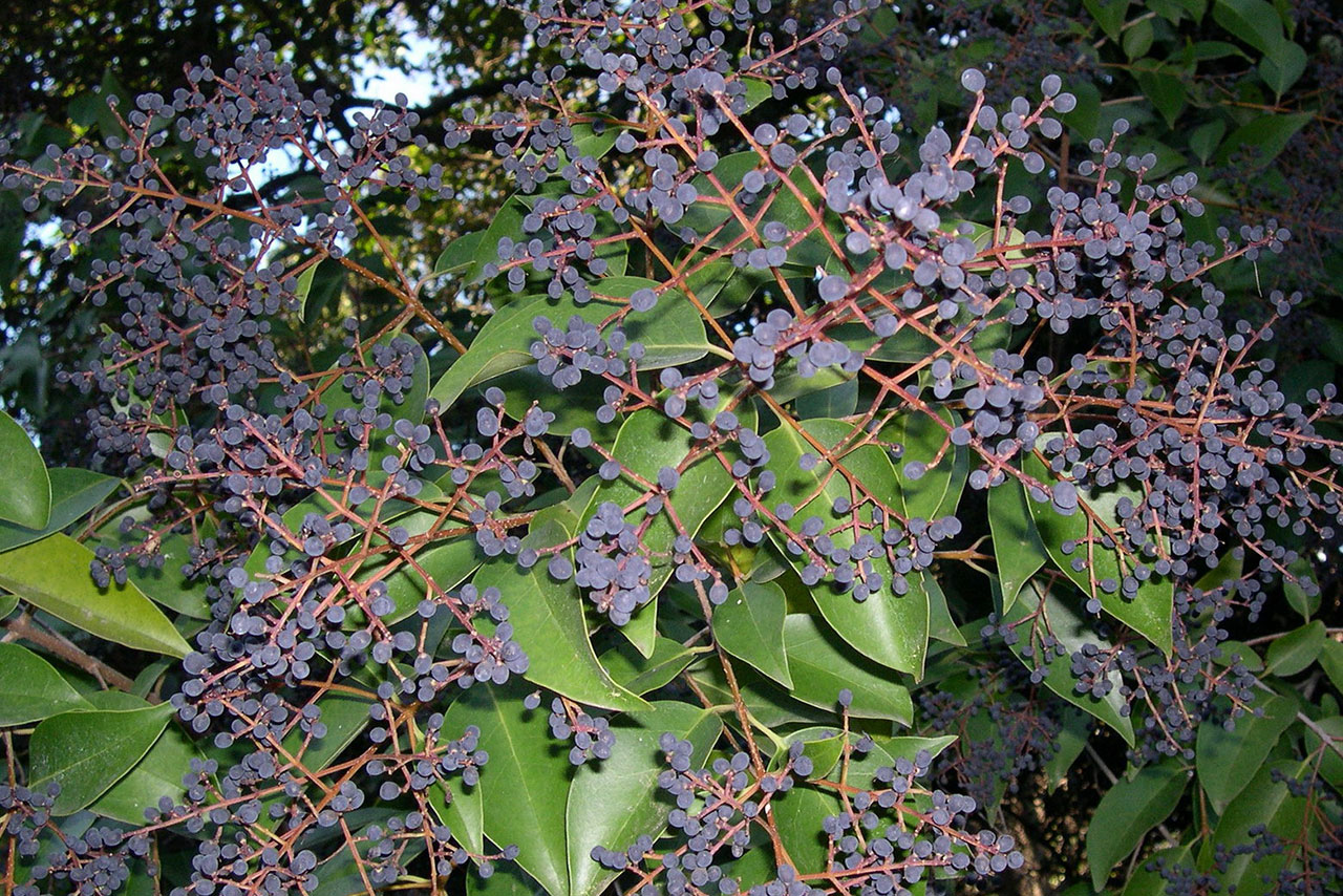 Бирючина блестящая Бирючина блестящая