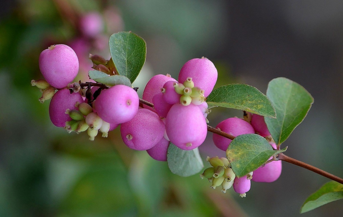 Снежноягодник