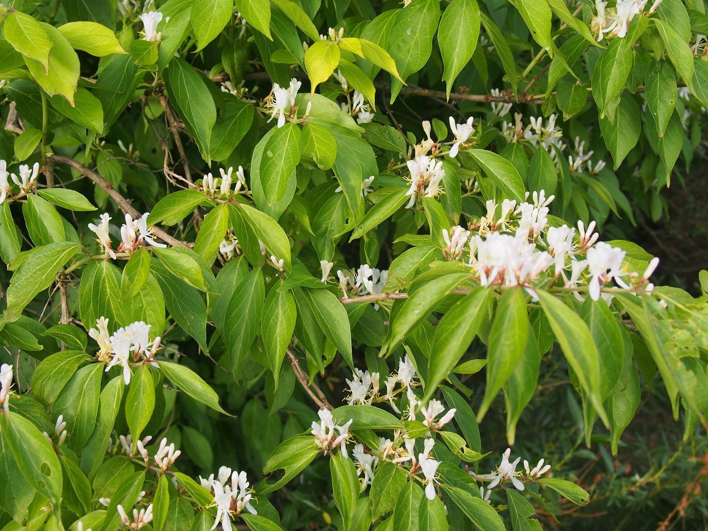 Жимолость Маака