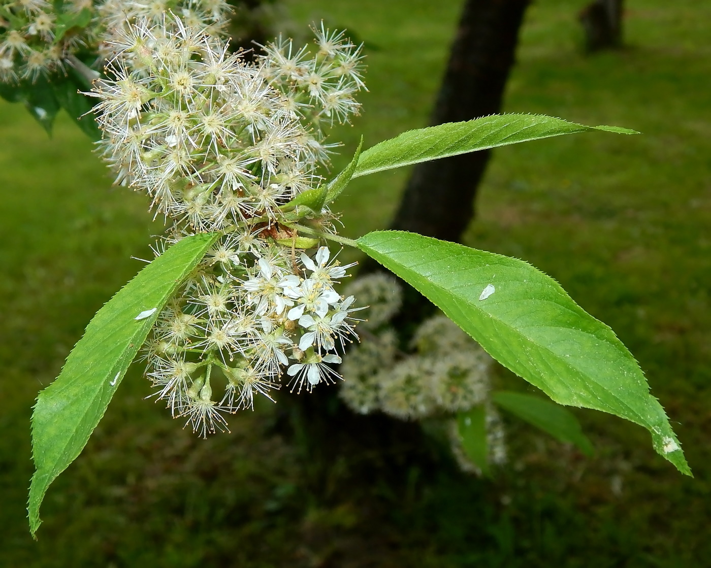 Черемуха Маака