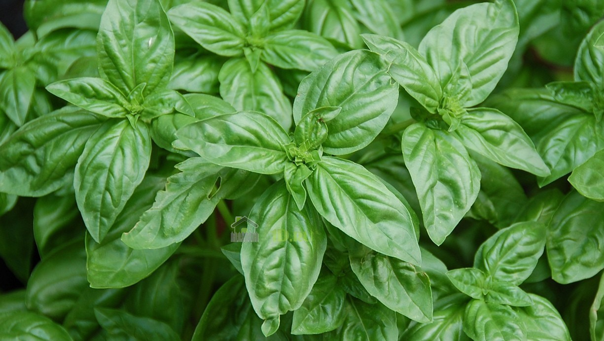 Базилик душистый