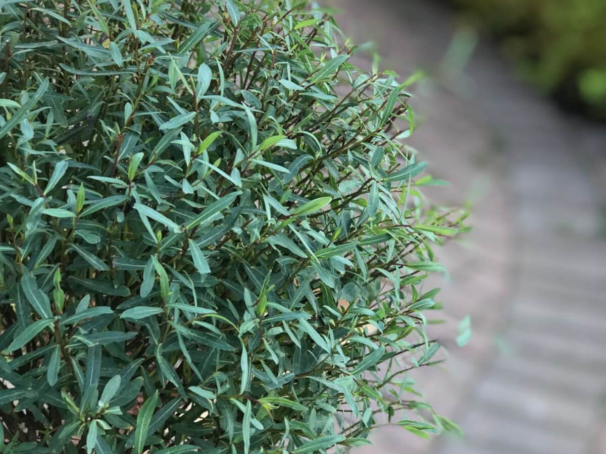 Ива пурпурная Ива пурпурная