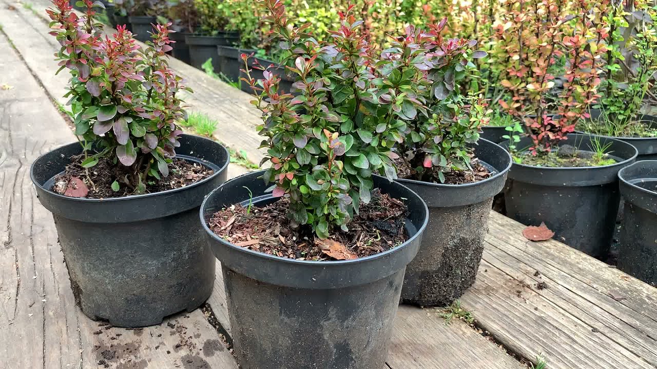 Барбарис Пуаре