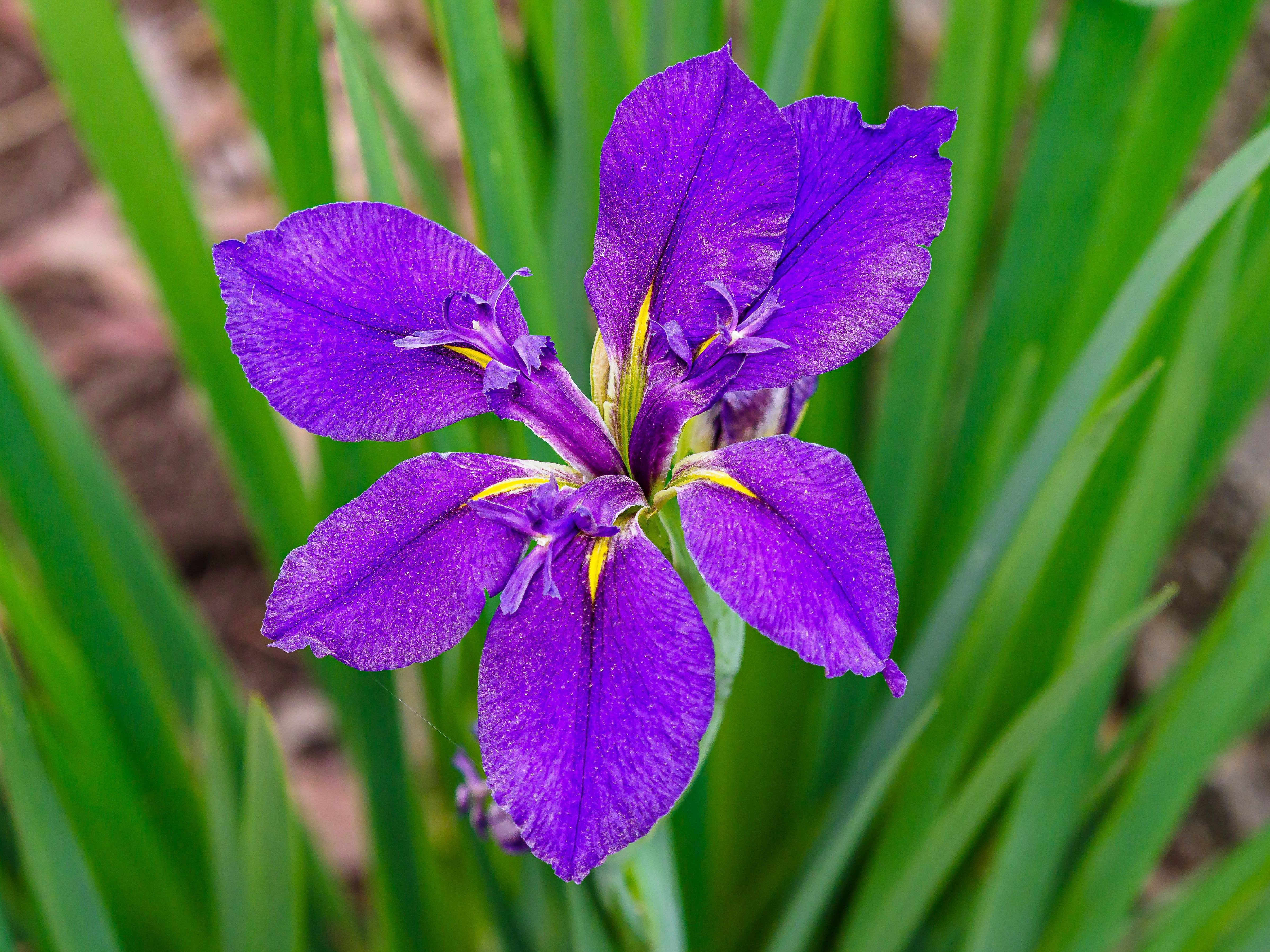 Ирис