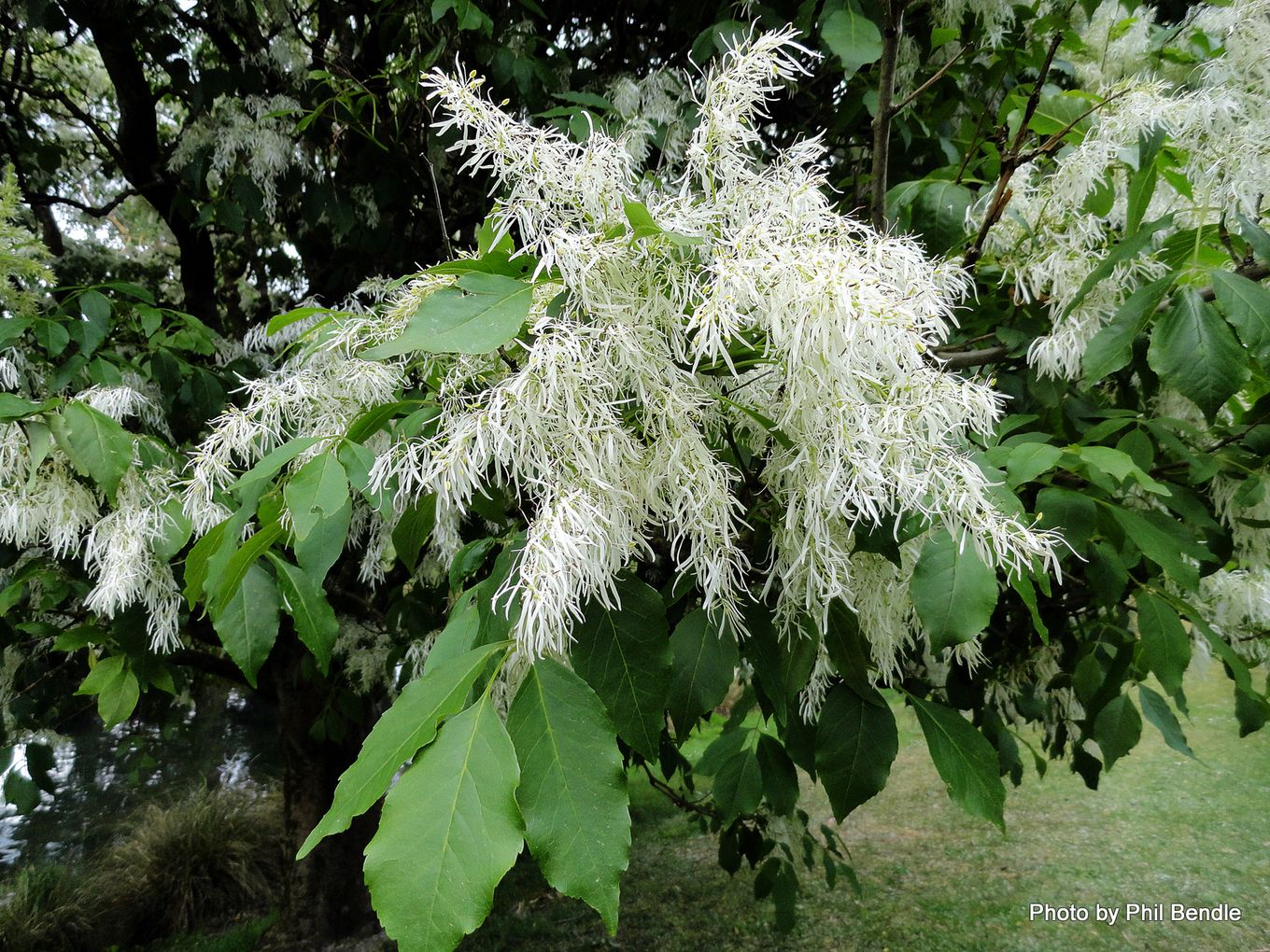 Ясень белый