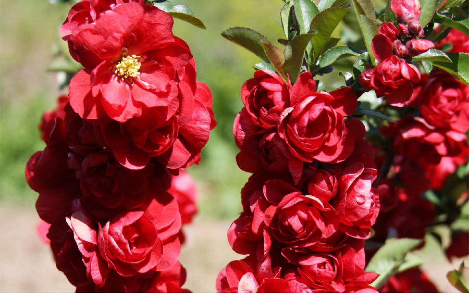 Айва мраморная