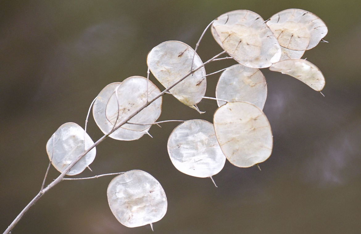 Луносемянник гибридный