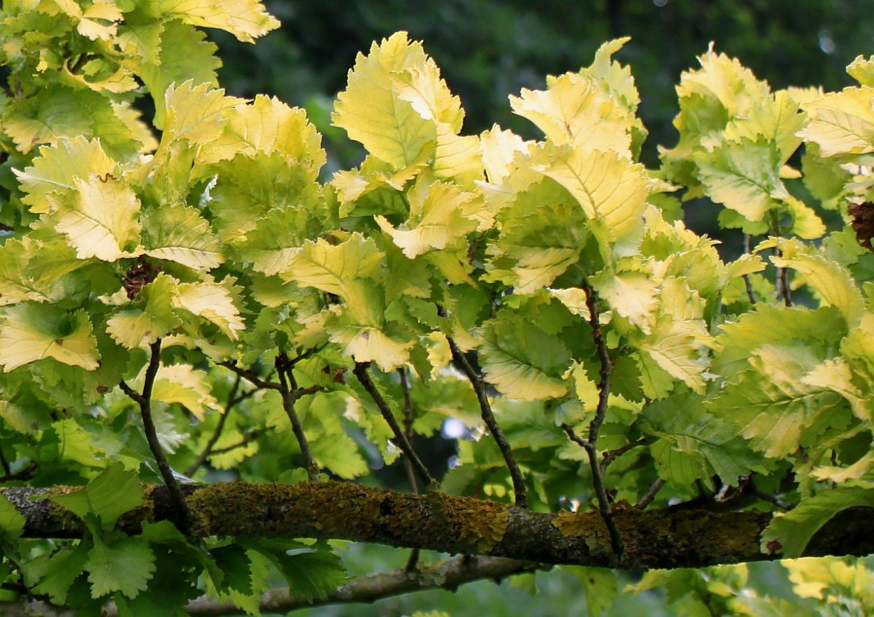 Вяз граболистный Вяз граболистный