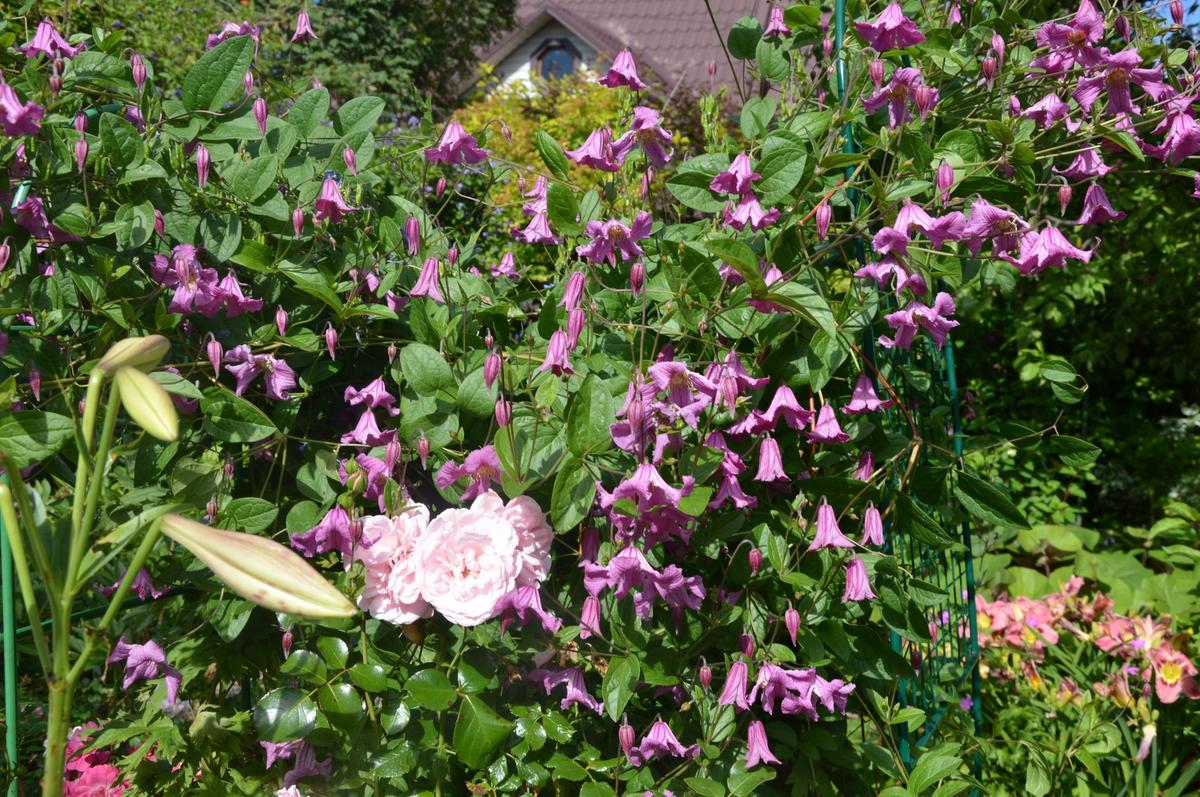 Клематис Интегрифолия