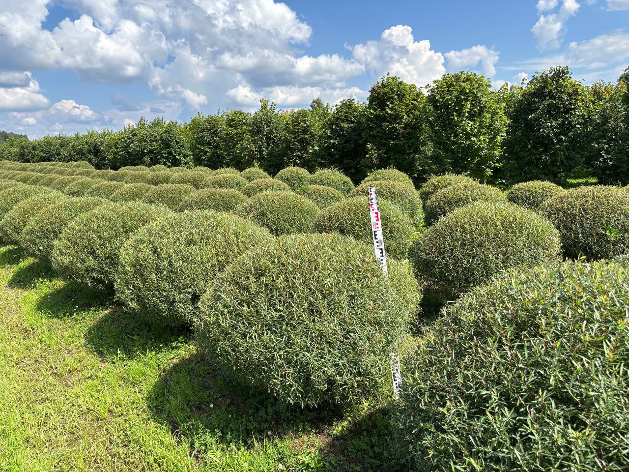 Ива пурпурная Ива пурпурная