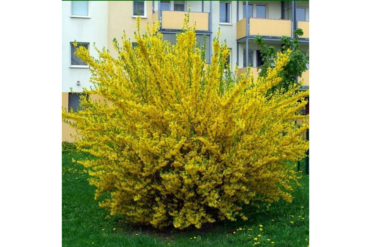 Форзиция Линвуд